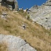 Neugierige Schafe am Casaletti S-Grat