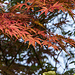 Die Blätter des Fächerahorns (aus Japan) schauen immer so aus