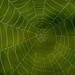 An den Spinnennetzen hängt noch der Morgentau