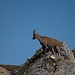 Steinbock