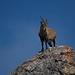 Steinbock...
