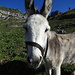 Neugieriger Esel auf der Alp Mutteli