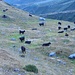 Vaches d'Hérens