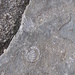 Il Rifugio Lancia è costruito con pietre in cui si trovano numerosi fossili.