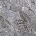 Una conchiglia fossile in una pietra del Rifugio Lancia.
