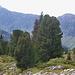 Rautialp - auffallend schöne Bestände von Bergföhren