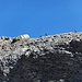 Bergsteiger im Abstieg vom Mittelgrat. Sie haben den Felsen hinter sich gelassen, unter dem man am besten den Klettergurt anzieht.