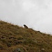 Marmot on the grassy slopes above Rifugio Mario Bezzi