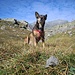 Bella Suni al passo del Croso