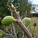 In Hauterive gab's im Sommer zu wenig Sonne und die Früchte der Echten Feige (Ficus carica) konnten nicht reifen.