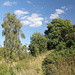 Unterwegs von Braňany zum Kaňkov - Der Wanderweg verläuft anfangs mit etwas Abstand, ein Stück oberhalb und quasi parallel der Straße durch teils üppige Vegetation.