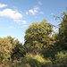 Unterwegs von Braňany zum Kaňkov - Der Weg führt hier, noch unweit von Braňany, durch teils üppige Vegetation mit unzähligen alten Birnenbäumen.