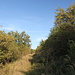 Unterwegs vom Kaňkov nach Braňany - Rückblick auf den von üppiger Vegetation und zahlreichen Birnenbäumen gesäumten Weg kurz vor Rückankunft in Braňany.