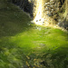 hier schimmert das Wasser wegen der Algen giftig grün