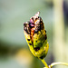 Samenkapsel einer Gelben Schwertlilie
