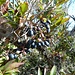 Madeira Heidelbeere (Vaccinium padifolium) an mannshohen Sträuchern