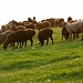 Schafe weiden in der Abendsonne. Man beachte ihre 'Fettärsche' - typisch für Zentralasien
