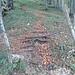 Wenn man in den Wald eintritt, findet man diesen Zaun und dahinter eine deutliche Pfadspur