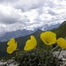 Letzter Blick zum Sextner Dolomiten.
