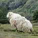 Ein Ligurisches Bergschaf, das sich wohl dem Coiffeurtermin entzog, die anderen Schafe waren nämlich frisch geschoren. <br /><br />Die verkürzten Hinterbeine bieten besondere Standfestigkeit auf den windumtosten ligurischen Bergkämmen ;-)
