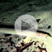 Der kleine Meeraal ist ein bodenorientierter, überwiegend nachtaktiver Räuber. Er kann sich mit dem Schwanz voran in den Sand eingraben. Tagsüber versteckt er sich meistens auf diese Art im Boden.<br />Aufgenommen mit der Canon D10 im September 2012 nachts beim Schnorcheln auf Elba/Laconella