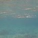 Schwimmen direkt unter der Wasseroberfläche: die Hornhechte (Belonidae) <br /><br />Nuotano direttamente sotto la superficie: le aguglie (belone belone/Belonidae)