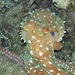 Polpessa (langarmiger Krake) in der Nahaufnahme. Diesen Tintenfisch mit den auffälligen, weißen Punkten sieht man nur bei Nacht.<br /><br />Una polpessa (octopus macropus) nel macro. Questo polipo con i punti bianchi caratteristici si vede solo di notte.