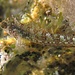Schwarzkopf-Schleimfisch auf den bewachsenen Uferfelsen.<br /><br />Bavosa sfinge sulle scoglie coperte di alghe.