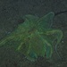 Gut getarnt am Meeresboden: der Polpo, mein Freund, der gemeine Krake.<br /><br />Ben mimetizzato sul fondo del mare: il polpo, il mio amico, octopus vulgaris.