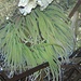 Wachsrose (Anemonia sulcata), ein Nesseltier, Annemone. Vorsicht vor Berührung, sie  kann recht heftig nesseln.<br /><br />Anemone di mare (Anemonia sulcata) con tentacoli urticanti e adesivi. Meglio non toccare:-)