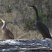 Ein ausgewachsener und ein junger Kormoran (Danke Dani [u Kopfsalat] )<br /><br />Adulto e giovane cormorano