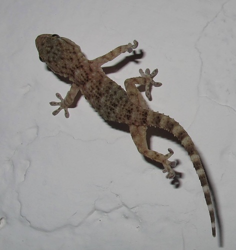 Ein Wunderwerk des Tierreichs, der Gecko, der problemlos... [hikr.org]