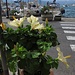 Hibiskus-Zauber am Hafen von Portoferraio<br /><br />Magia dei fiori del ibisco nel porto vecchio di Portoferraio
