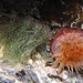 Ein weiteres Nesseltierchen, eine Anemone: die Pferdeaktinie<br /><br />Un altra bella anemone: Actinia equina anche chiamato "pomodoro di mare"