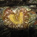 Eine schöne Überraschung: eine See-Annemone, die ich selbst noch nie gesehen hab. Sagartia elegans<br /><br />Bella sorpresa: un anemone del mare che neanch`io avevo visto prima. Sagartia elegans