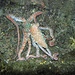 Eine schöne Polpessa/langarmiger Krake<br /><br />Una bella polpessa/octopus macropus