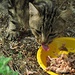 Arme, wilde, hungrige Katzen gibt es ja leider in Italien unendlich viele.<br /><br />Poveri gatti radaggi con grande fame, purtroppo ce ne sono sempre tantissimi in Italia.