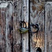 Locked church door in Voskopoje