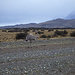 Ein Avestruz im Nationalpark Torres del Paine.