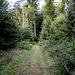 Ruhiger Waldweg
