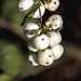 Weiße Beeren, wir nannten sie früher Knallbeeren, denn wenn man darauf tritt, knallt es