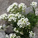 Gewöhnliche Gämskresse (Pritzelago alpina subsp. alpina)