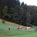 Unterwegs zur Viehschau - Brauchtumspflege im Toggenburg 