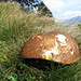 Herbst = Pilzsaison - ich hätte fast ein ganzes Pilzbuch illustrieren können: Hier ein ausgewachsener Steinpilz (Boletus edulis) oberhalb der Unternätenalp