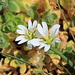 Wieder so ein botanisches Rätsel (für mich)... <strike>ist das so ein Arenaria?</strike>
Gefunden habe ich diese Hübschen in der Nähe des Gärsthorn Nordgipfels auf fast 3000m. Erstaunlich eigentlich, dass auf dieser Höhe im Oktober überhaupt noch was blüht!
