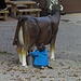Außer einem kleinem Zoo gibt es hier eine Übungs-Kuh zum Melkenlernen.
