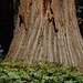 Grössenvergleich Mensch/Baum im Crescent Meadow "Wäldchen"