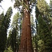 Der Baum: Sherman Tree