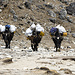 Yaks auf dem Weg vom Everest Base Camp.