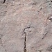 eine schöne und geheimnissvolle Struktur auf der Felsoberfläche, ca. 80 cm Durchmesser. Mein erster Gedanke: eine versteinerte Hydra?